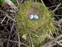 A Robin Nest
Picture # 3067
